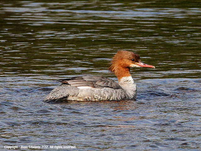 goosander